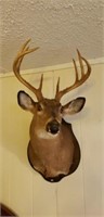8 Point Buck Deer Mount