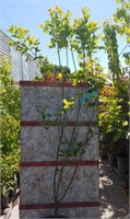 Rainbow Pillar Serviceberry