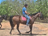 (VIC) TEDDY - STANDARDBRED GELDING