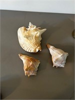 Lot of 3 conch shells