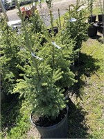 5-2'-3' Spruce Trees-Each-Strathmore Lot