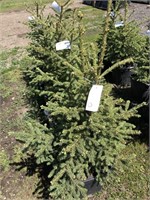 5-2'-3' Spruce Trees-Each-Strathmore Lot