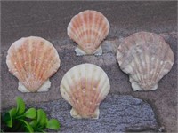 SEA SHELL ROCK STONE LAPIDARY SPECIMEN