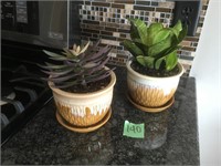 2 sm live plants