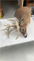 Deer head mount