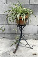 Spider Plant w/Stand