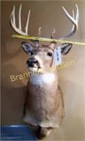 Shoulder Mount, Buck Whitetail Deer