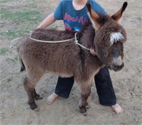 Male Miniature Donkey Born Jan 10 *Child NOT