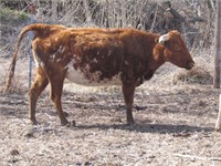 Horned Cow Sells Exposed Quiet Easy Keeper