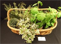 Large Basket & 8 Small Potted Décor Plants