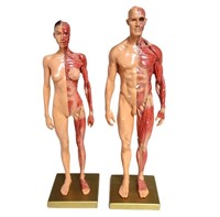 ANATOMICAL HUMAN BODY MODELS 11 IN.