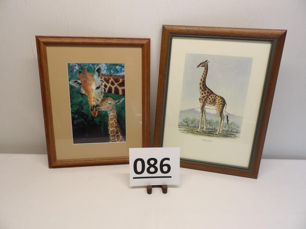 2 Giraffe Pictures
