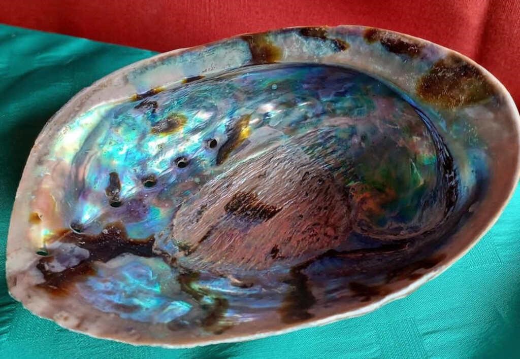 Natural Rough 5"+ Iridescent Abalone Sea Shell un