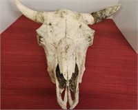 Buffalo Skull - measures 21in l x 21in w x 8in h