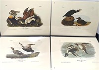 Audubon Prints