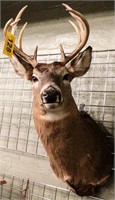 Taxidermy 10-Pt. Whitetail Stag Bust Mount Trophy