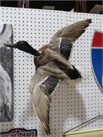 MOUNTED MALLARD DUCK