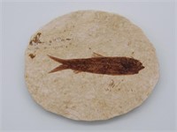 FOSSILIZED FISH ROCK STONE LAPIDARY SPECIMEN