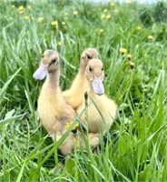 3 Unsexed-Welsh Harlequin Ducklings