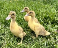 3 Unsexed-Welsh Harlequin Ducklings