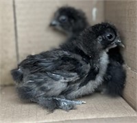 4 Unsexed-Black Silkie Chicks