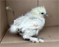 4 Unsexed-White Silkie Chicks