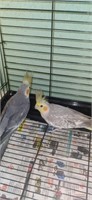 Pair-Cockatiels-Cinnamon Pearl hen, grey male