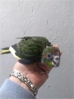 Unsexed-Red Front Green Pied Kakariki Baby