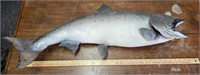 Taxidermy Salmon w Hook To Hang- Approx 33" Long