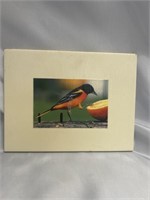 BALTIMORE ORIOLE CERAMIC TILE 8X6 INCHES