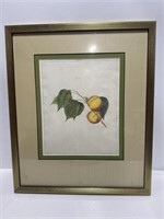 Framed Antique Print- APRICOT - gold frame