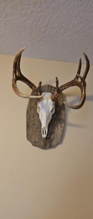 8 point mule  deer head