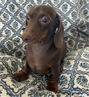 Male-Dachshund-Intact, 20 months old