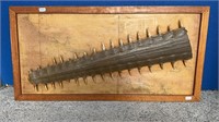 LARGE SAW FISH TOOTH FRAMED ON WORLD MAP