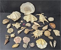 Seashell Lot Collection