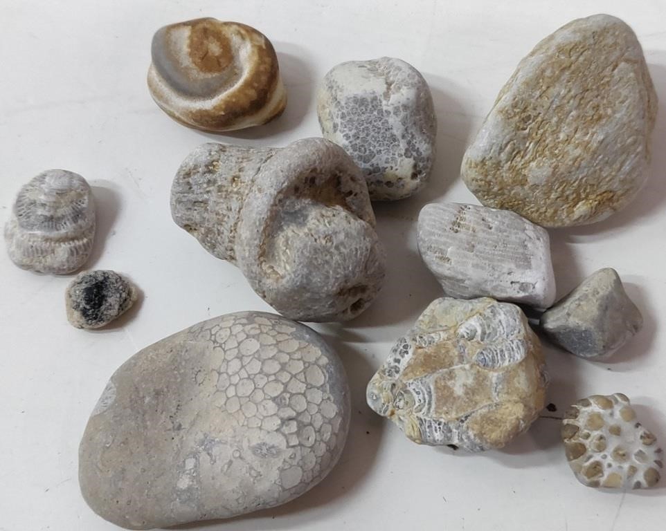 Assorted Fossils