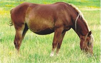 Registered 5 yr old Belgian mare