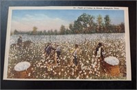 1940s Field of Cotton Postcard Memphis, Tennessee