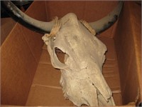 long horn cow skull