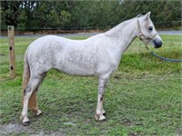(VIC) POKEY - WELSH A MARE