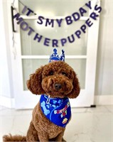 Odi Style Dog Birthday Party Supplies - Dog