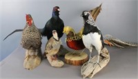 Group of Five Taxidermy Fowls