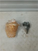 8 in Conch and 6in sea snail shells