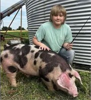 Hunter Zimmerman - Swine