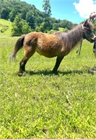 11 year old pony mare