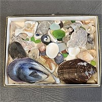 Small Assorted Shells etc.