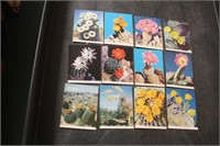 Lot of 12 Cactus Clos-ups Photographs