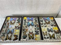 3pc Butterfly Specimen Display Boxes