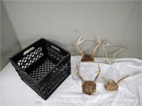 DEER ANTLERS W/PARTIAL SKULLS & PLASTIC CRATE