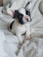 Male#3-French Bulldog Puppy-8 weeks at pickup